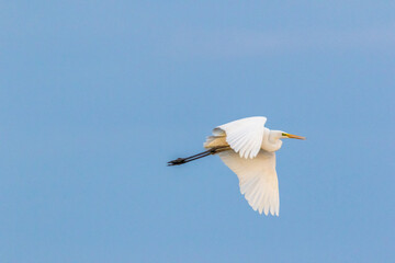 Fliegender Silberreiher.