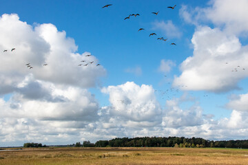 Landschaftsidyll mit fliegenden Gänsen.