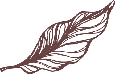 Cocoa hand drawn. Botanical sketch of bean, fruit, leaf, grain, flower in bloom. Vector retro illustration
