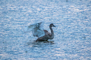 Junger Schwan am frühen Morgen im Wasser.