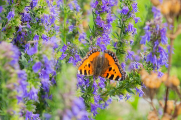 Fototapeta na wymiar Orange butterfly sitting on a purple flower