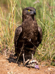a brown snake eagle killing a puff adder snake