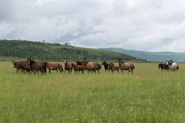 Wild horses run across the field