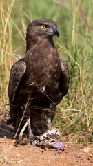 a brown snake eagle killing a puff adder snake