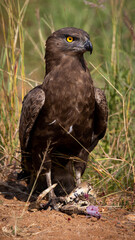 a brown snake eagle killing a puff adder snake
