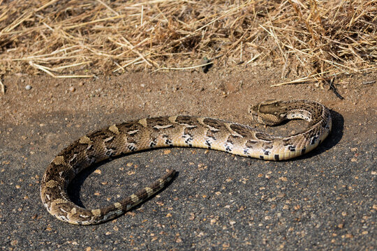 a puff adder warming up on the road