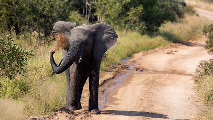 African Elephant applying some mud makeup