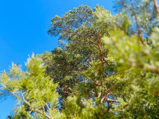pine trees branches background