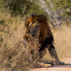a mating pair of lions