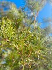 pine trees branches background