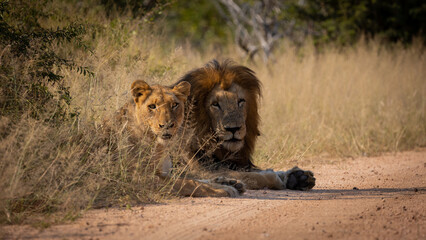 a mating pair of lions