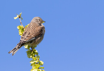 Common linnet, Linaria cannabina. The male sits on a branch against the sky
