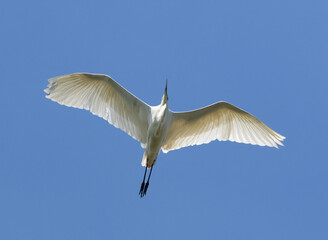 Great egret, Ardea alba. A bird flies over the photographer against a blue sky