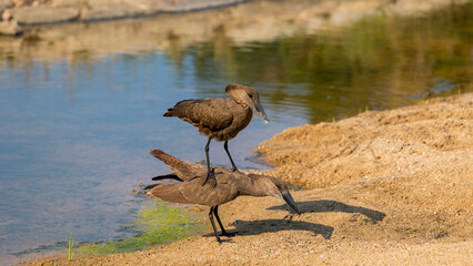 a pair of Hammerkop birds