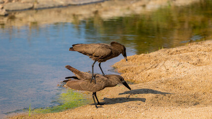 a pair of Hammerkop birds