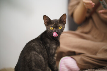 Cat lover female hand petting her lovely cat  comfortable Stay home with cat Friendship Animal lover. Cute cat. love Friend human home friendship Animal lover lifestyle concept