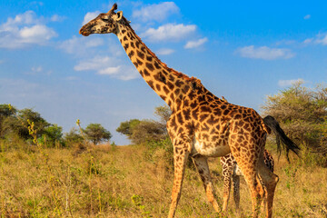 Giraffe in savanna in Serengeti national park in Tanzania. Wild nature of Tanzania, East Africa