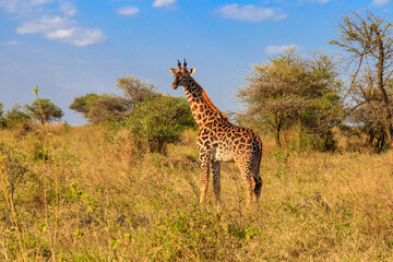Giraffe in savanna in Serengeti national park in Tanzania. Wild nature of Tanzania, East Africa