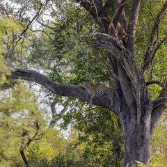 Leopard in a tree with a duiker kill