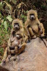 Family of olive baboons (Papio anubis), also called the Anubis baboons, on a stone in Lake Manyara National Park in Tanzania