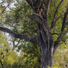Leopard in a tree with a duiker kill