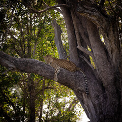 Leopard resting in a leadwood tree