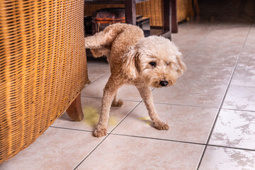 Male poodle pet dog pee urinate inside home onto furniture to mark territory. - obrazy, fototapety, plakaty