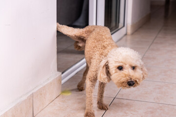 Male poodle pet dog pee urinate inside home onto wall to mark territory.