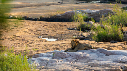 Mature male lion resting on rocks in a dry riverbed