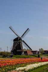 dutch windmills and tulip fields