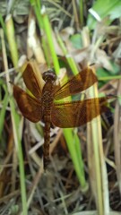 dragonfly resting on a branch