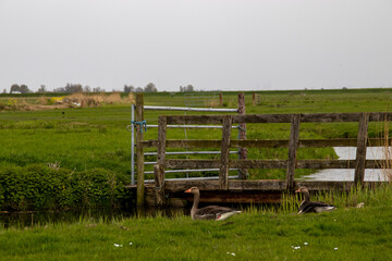 wild birds in the dutch pastures