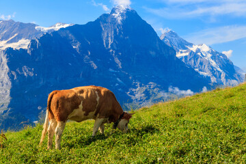 Fototapeta na wymiar Cow grazing on an alpine meadow on First Mountain high above Grindelwald, Switzerland
