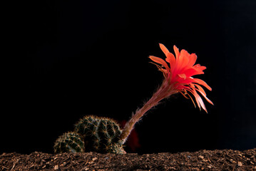 Close up fullboom flower of cactus