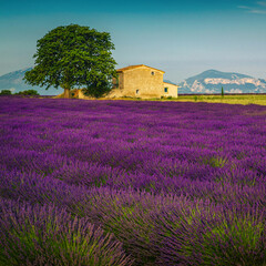Cultivated fragrant lavender fields on the agricultural land, Valensole, France