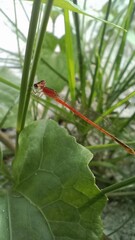 dragonfly on a leaf