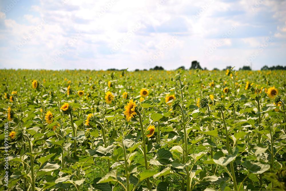 Sticker Field of sunflowers. Composition of nature. Summer landscape. Beauty of nature is around us.	