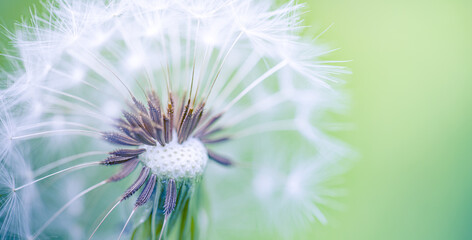 Beauty in nature. Fantasy closeup of dandelion, soft morning sunlight, pastel colors. Peaceful bright blue green blurred lush foliage, dandelion seeds. Macro spring nature, amazing natural flora