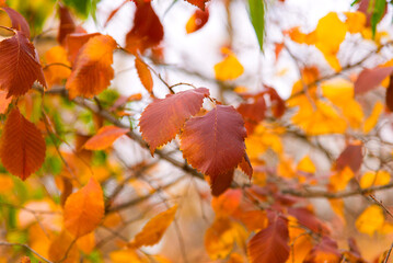 Autumn leaves on the tree. Season of colorful foliage.	