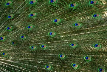 Obraz premium Blue peacock spreading colorful tail feathers at Khon Kaen Zoo, Thailand. Beautiful wildlife concept. Beautiful birds.