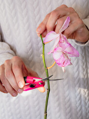 Verical view of pruning damaged orchid flowers with scissors. Home gardening, orchid breeding. Dry...