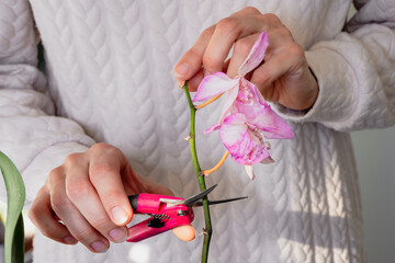 Pruning damaged orchid flowers with scissors. Home gardening, orchid breeding. Dry deep purple...