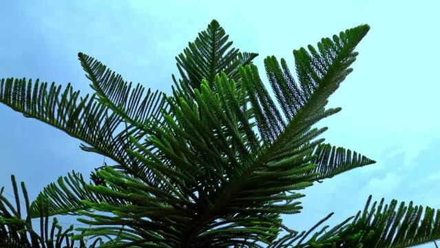 Leaves of the Araucaria Columnaris, This tree are available in Bangladesh. This leaves focus green background. This footage is high quality wide.