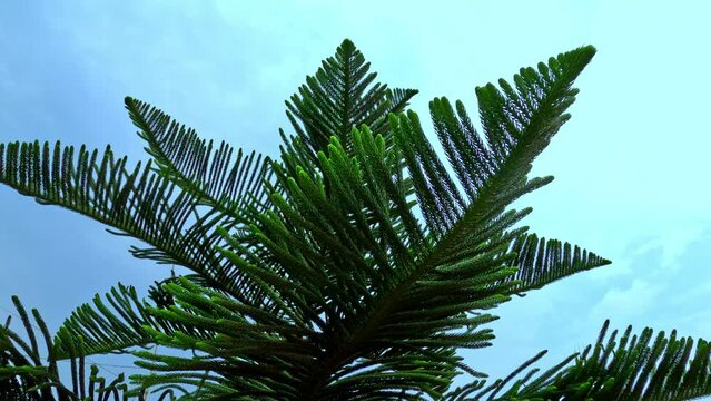 Leaves of the Araucaria Columnaris (2), This tree are available in Bangladesh. This leaves focus green background. This footage is high quality wide.
