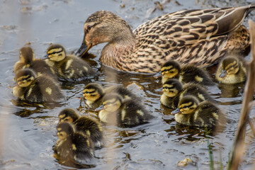 Cute duckling (newborn baby duck) close-up - 597988504