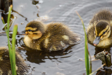 Cute duckling (newborn baby duck) close-up - 597988510