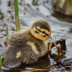 Cute duckling (newborn baby duck) close-up - 597988516