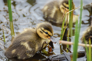 Cute duckling (newborn baby duck) close-up - 597988523
