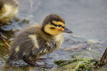 Cute duckling (newborn baby duck) close-up - 597988538