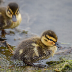 Cute duckling (newborn baby duck) close-up - 597988550